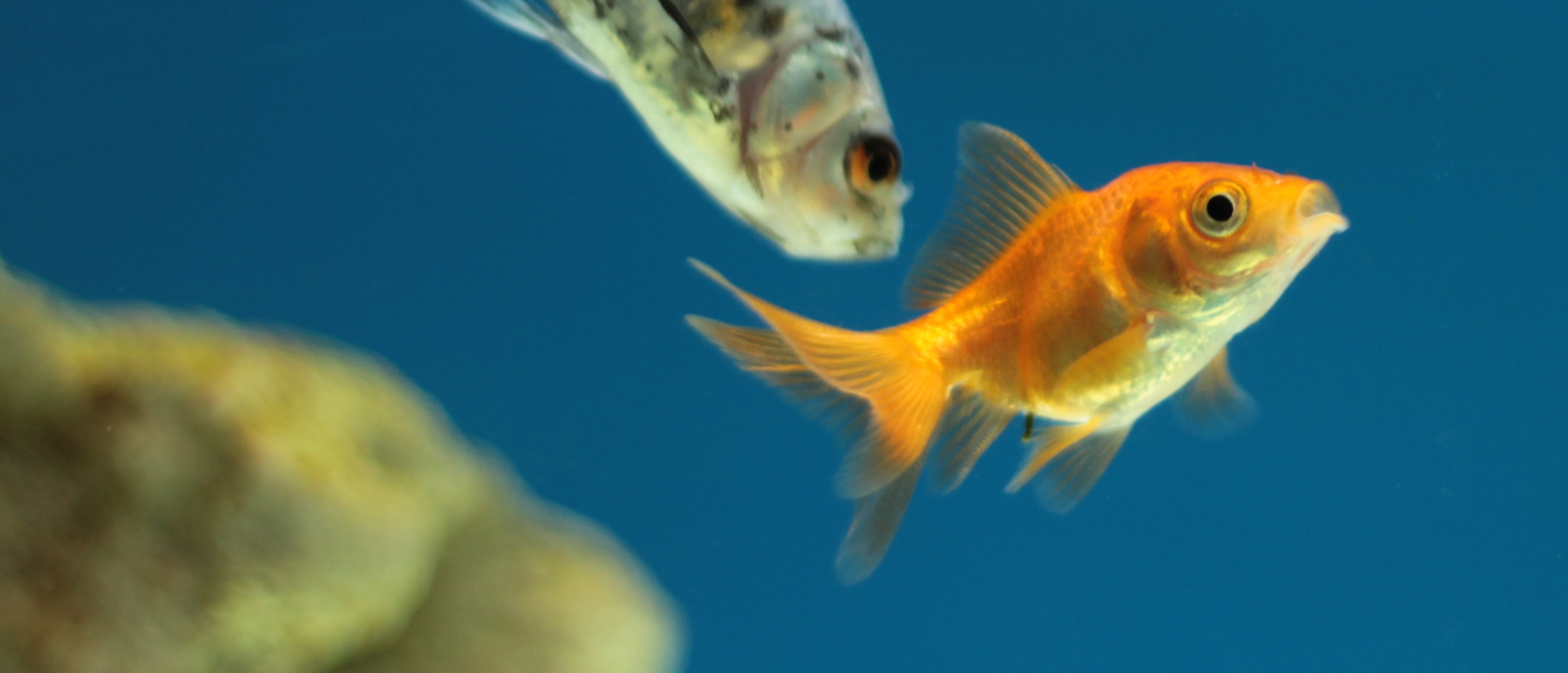 aquaponics - grospire